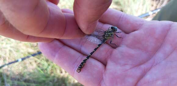 Image of <i>Onychogomphus forcipatus unguiculatus</i>