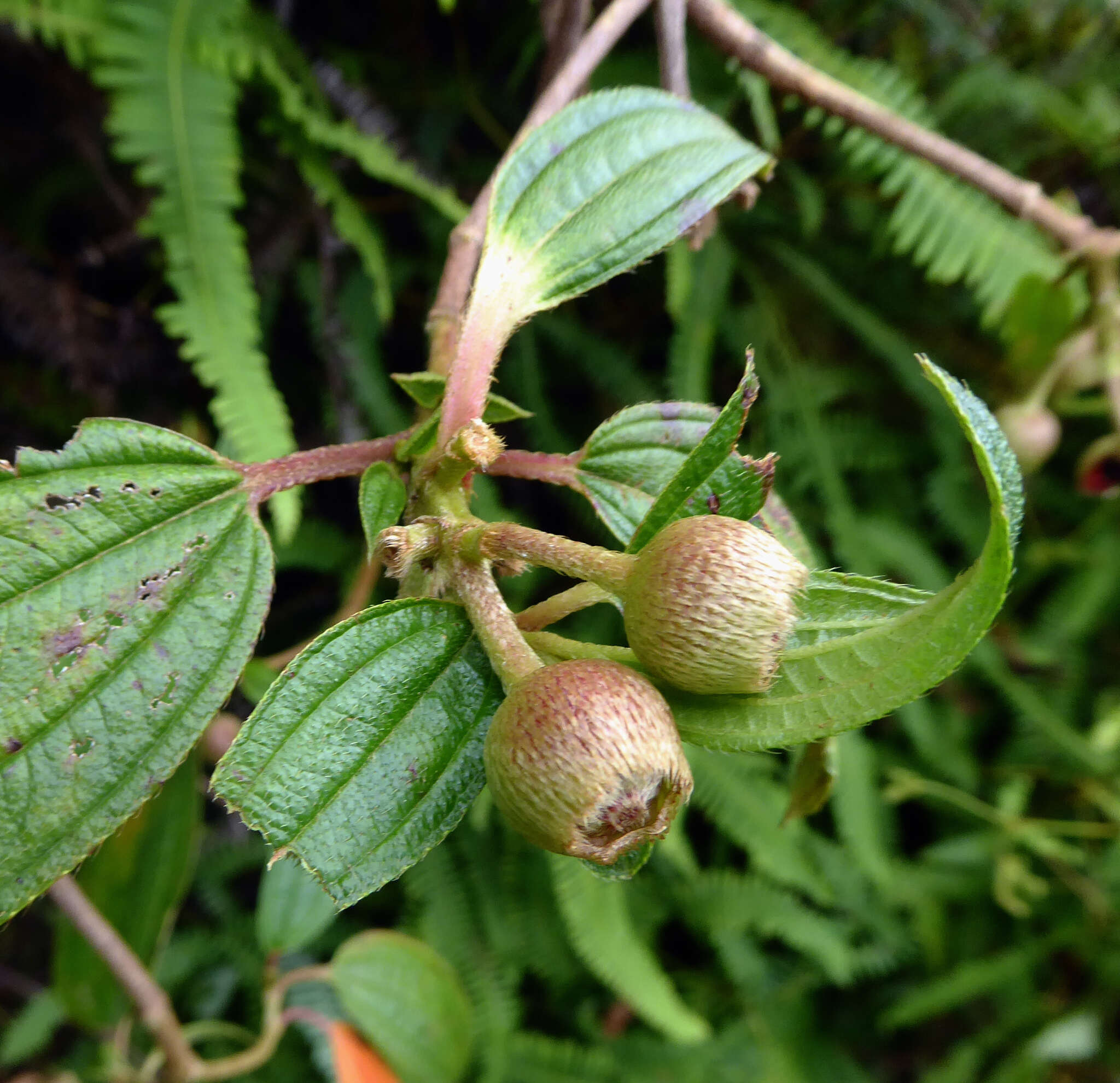 Слика од Melastoma denticulatum Labill.