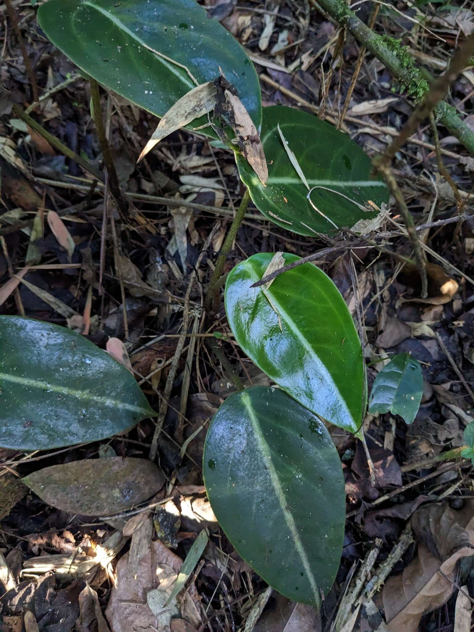 Image of spotted peperomia