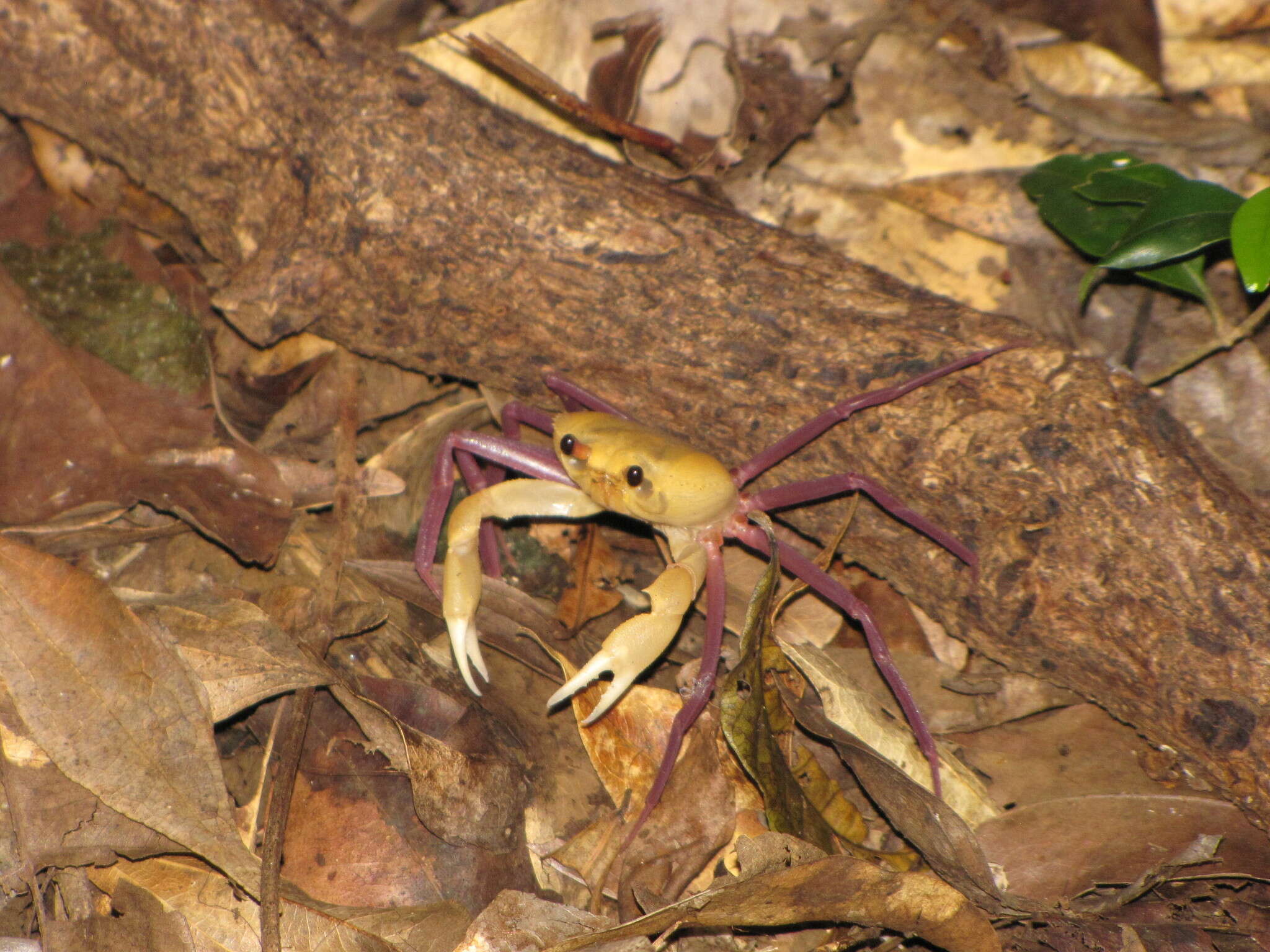 Image of Madagapotamon humberti Bott 1965