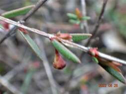 Image of Euryomyrtus ramosissima subsp. prostrata (Hook. fil.) Trudgen