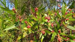 Imagem de Muehlenbeckia sagittifolia (Ortega) Meisn.