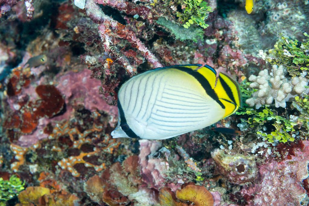 Image of Butterfly fish