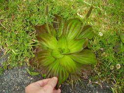 Image of Mexican Plantain