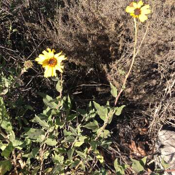 Sivun Encelia californica Nutt. kuva