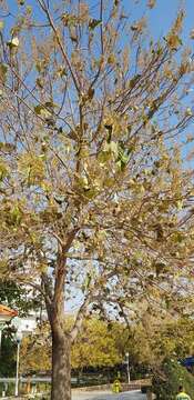 Image of Paulownia fortunei (Seem.) Hemsl.