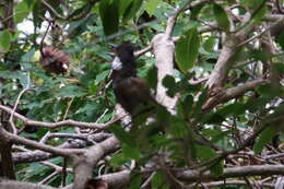 Image of Eastern Whipbird