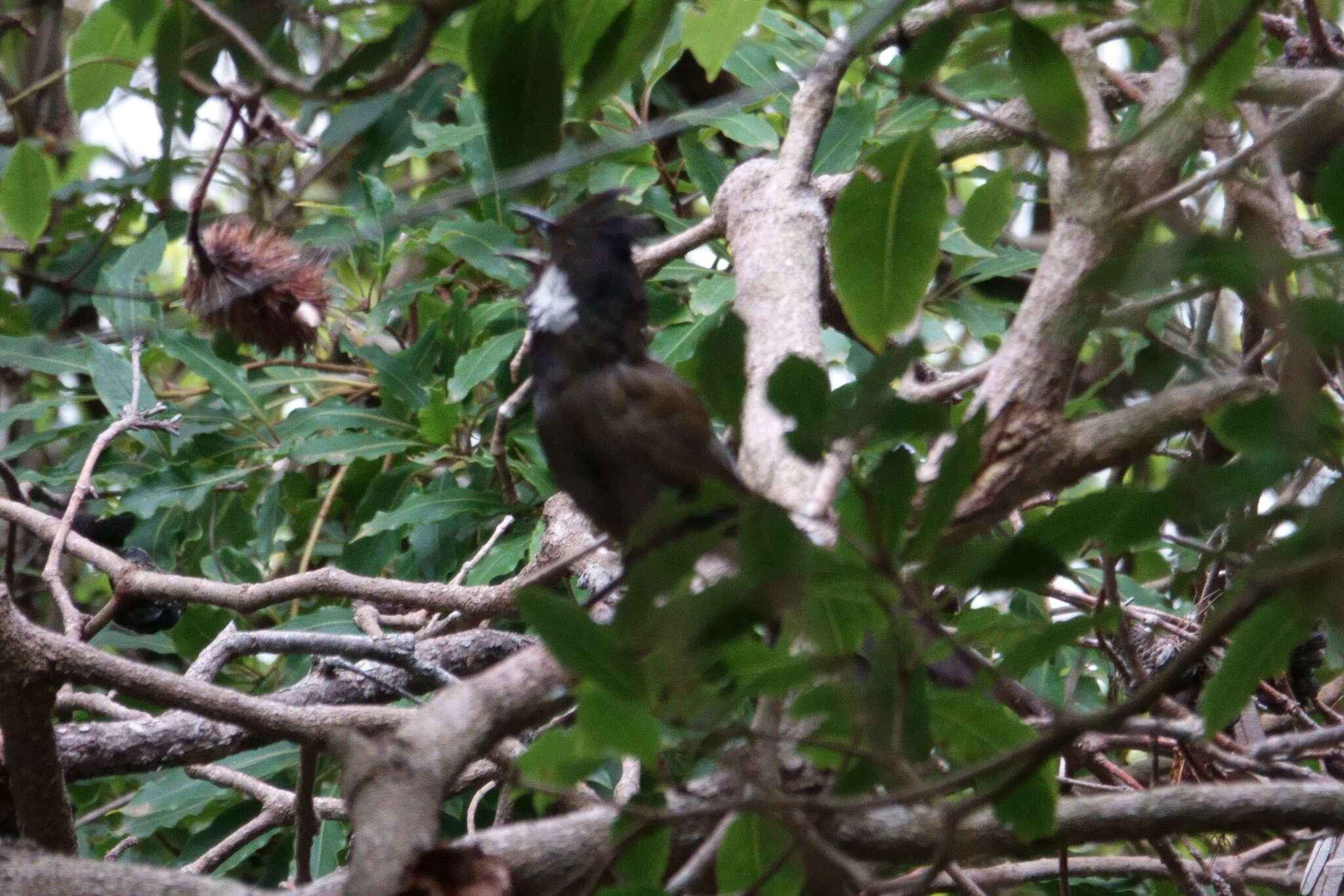 Image of Eastern Whipbird