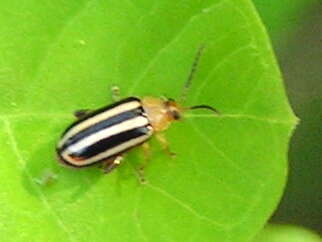 Image of Pigweed Flea Beetle