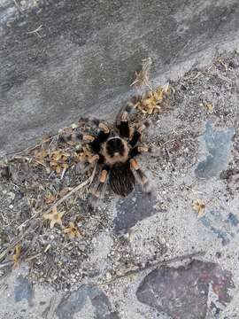 Image of Brachypelma hamorii Tesmoingt, Cleton & Verdez 1997