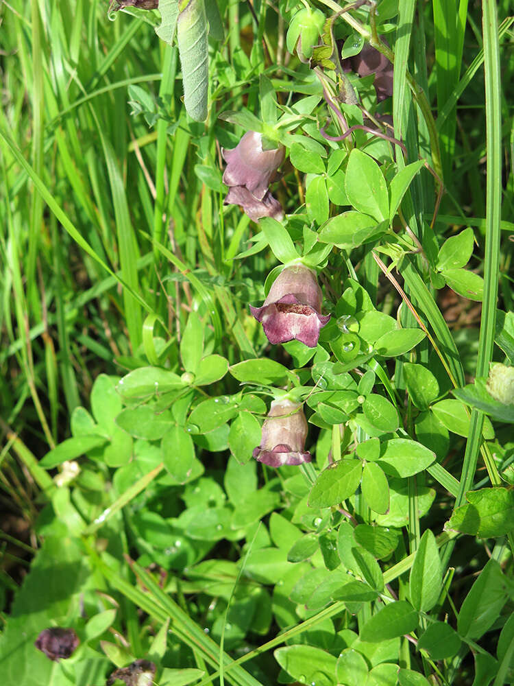 Image of Codonopsis ussuriensis (Rupr. & Maxim.) Hemsl.