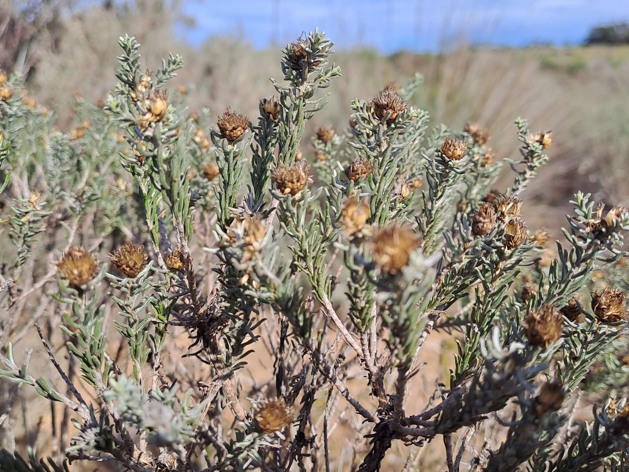 Image of Oedera fruticosa (L.) N. G. Bergh