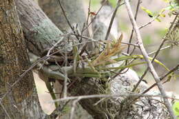 Image de Tillandsia circinnatioides Matuda