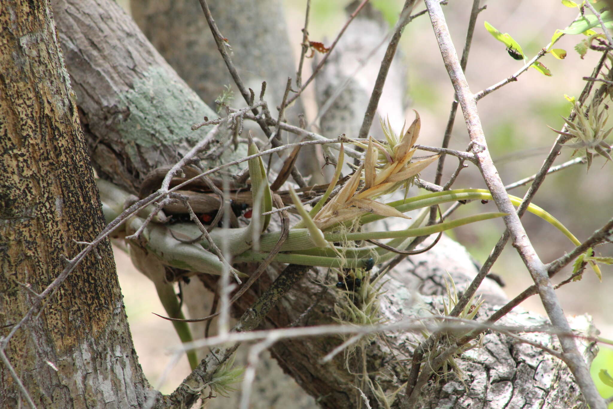 Image de Tillandsia circinnatioides Matuda