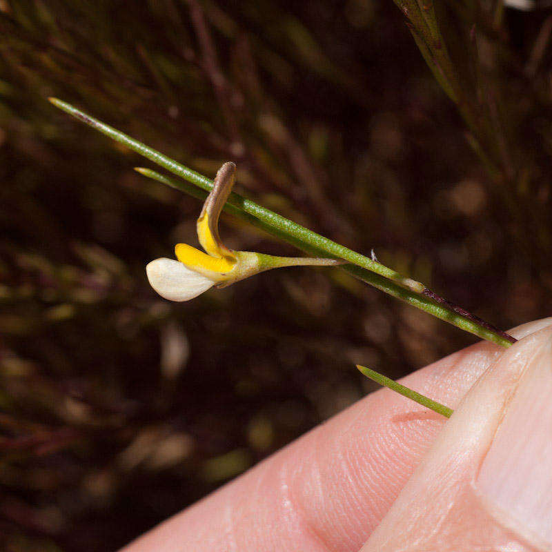 Image of <i>Aspalathus lebeckioides</i>