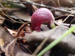 Image de Corybas aconitiflorus Salisb.