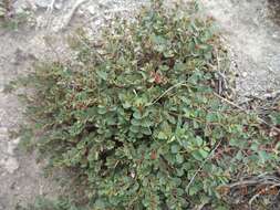 Sivun Euphorbia melanocarpa Boiss. kuva