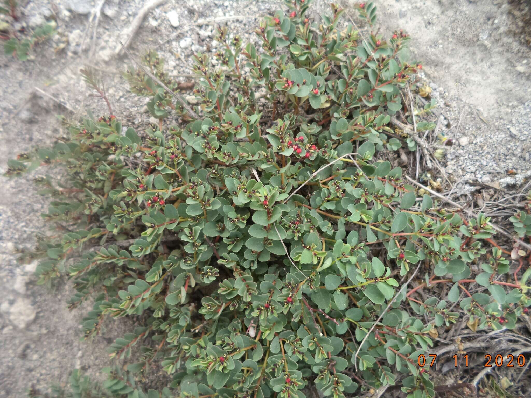 Sivun Euphorbia melanocarpa Boiss. kuva