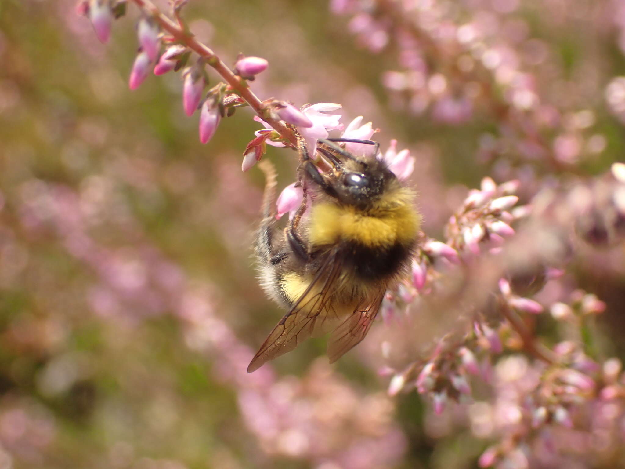 Image of Bombus magnus Vogt 1911