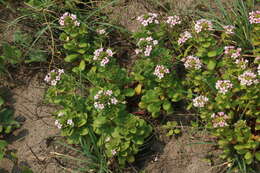 Lysimachia mauritiana Lam. resmi