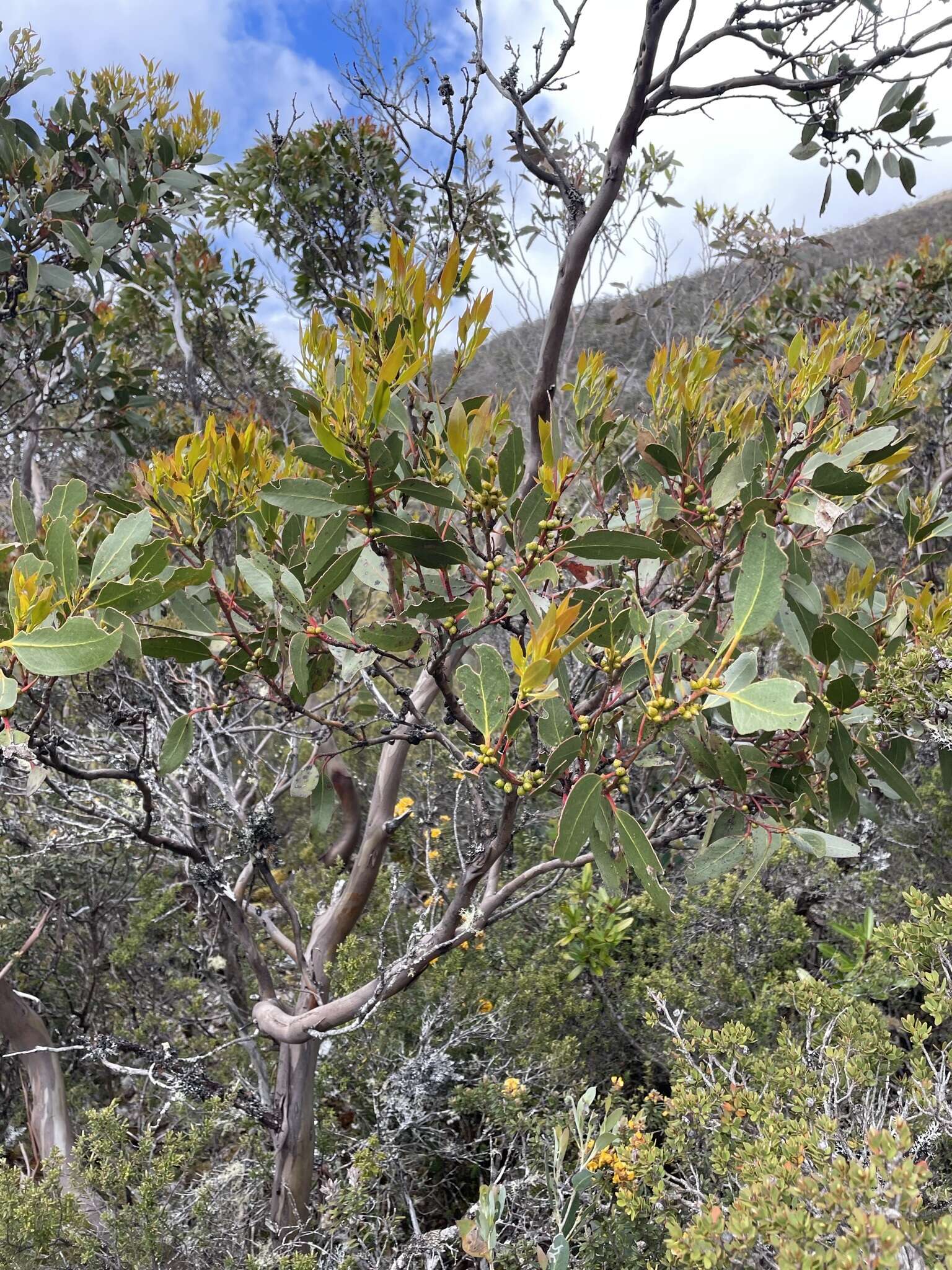 Image of Eucalyptus subcrenulata Maiden & Blakely