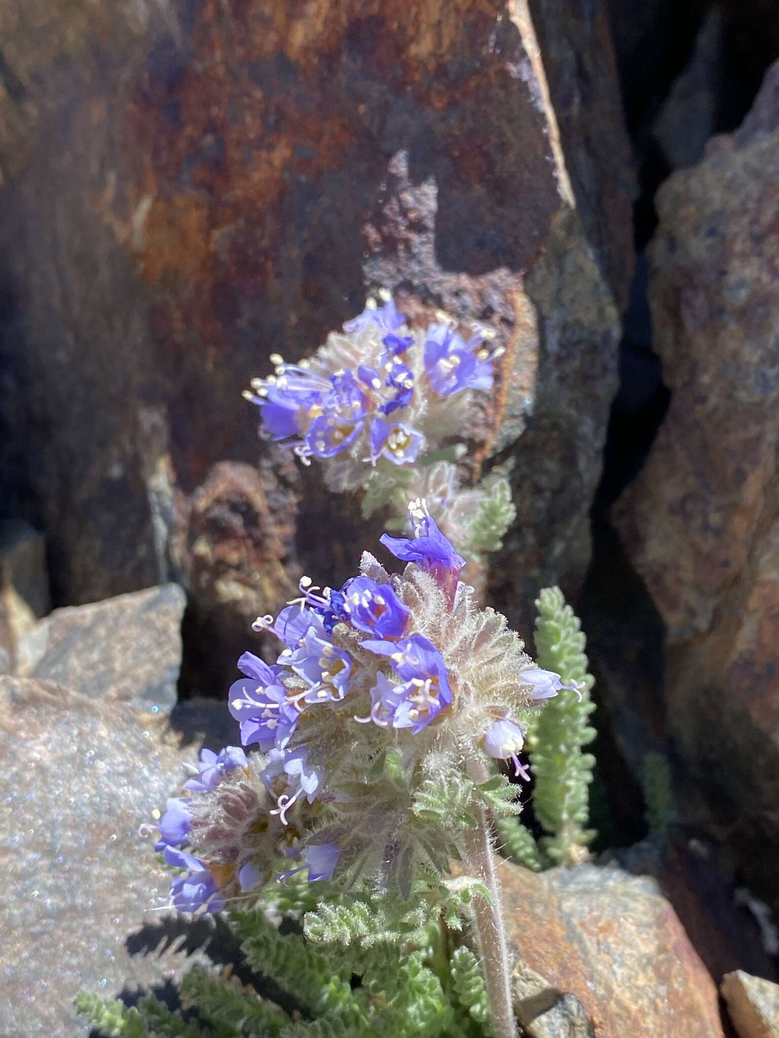 Слика од Polemonium chartaceum Mason