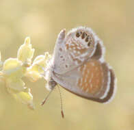 Image of Western pygmy blue