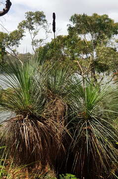 Image of Broad-leafed Grasstree