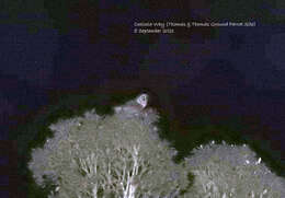 Image of Eastern Grass Owl