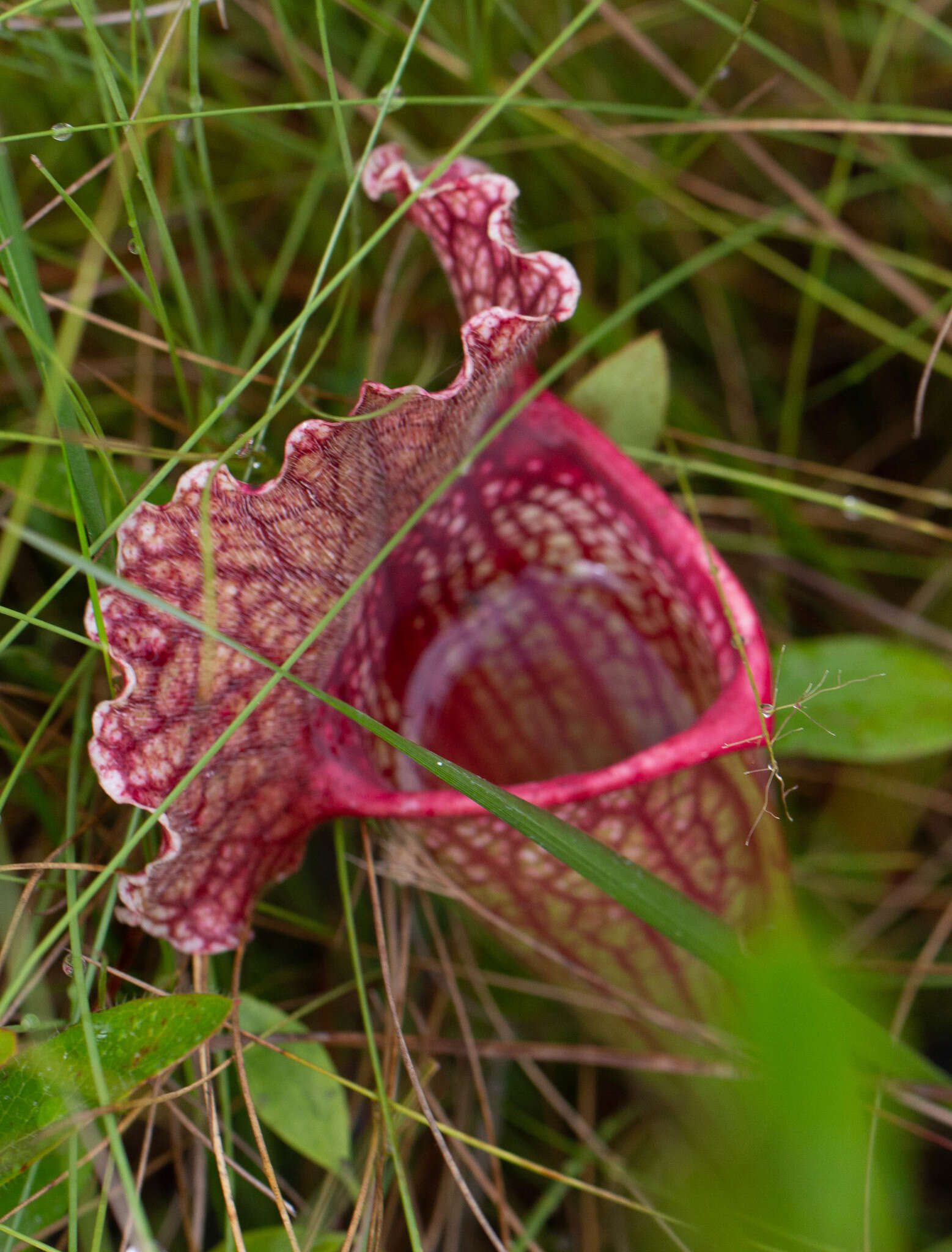 Image of pitcherplant