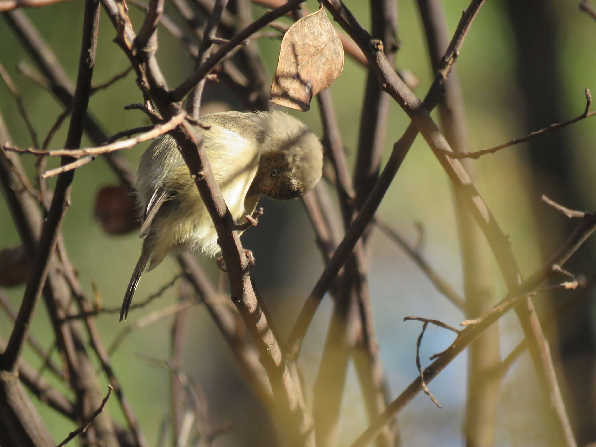 Image of Western Thornbill