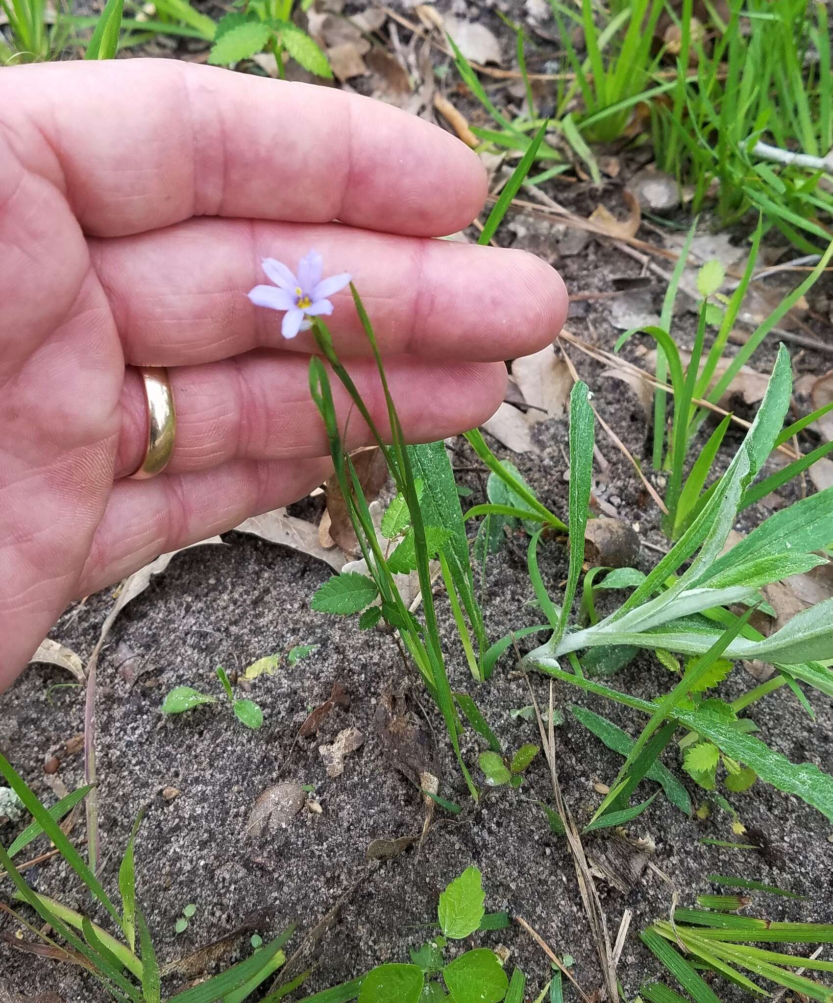 Image of narrowleaf blue-eyed grass