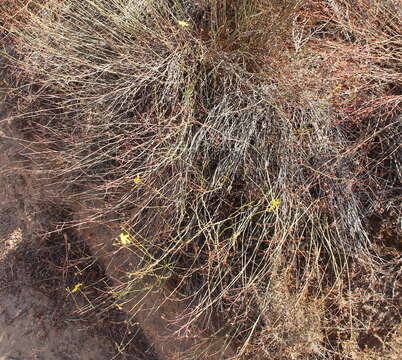 Image of Bisbee Peak rushrose