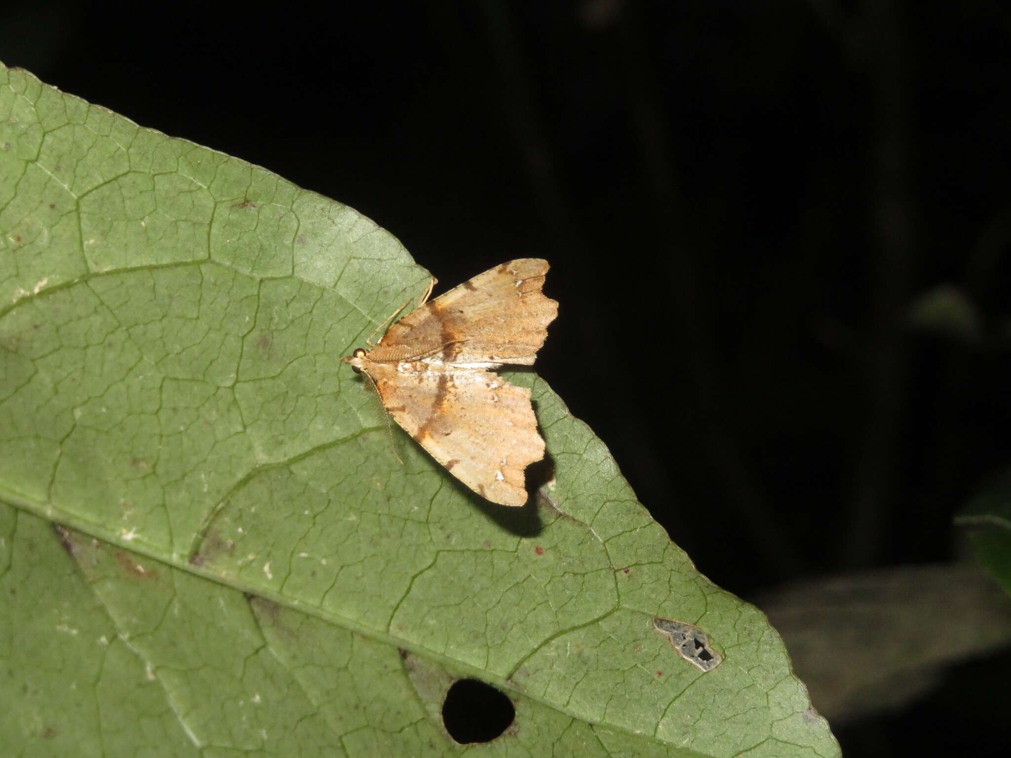 Image of brown fern moth