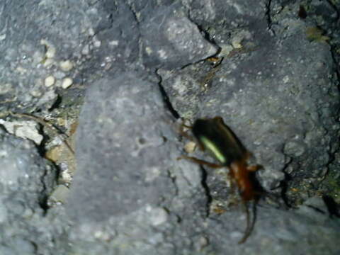 صورة Brachinus (Brachynolomus) explodens Duftschmid 1812