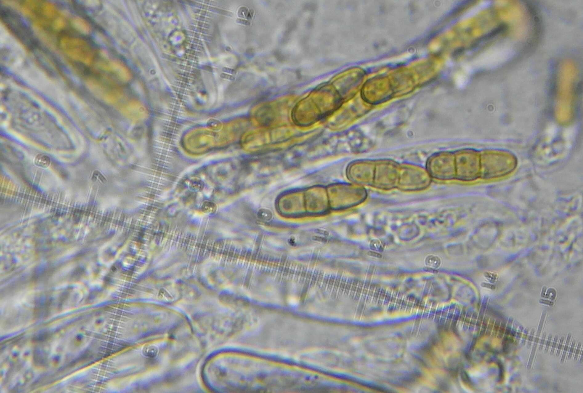 Image of Paraphaeosphaeria