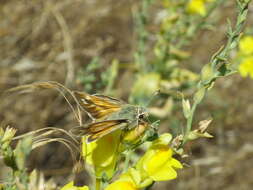 Image of Juba Skipper