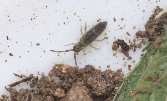 Image of Springtail