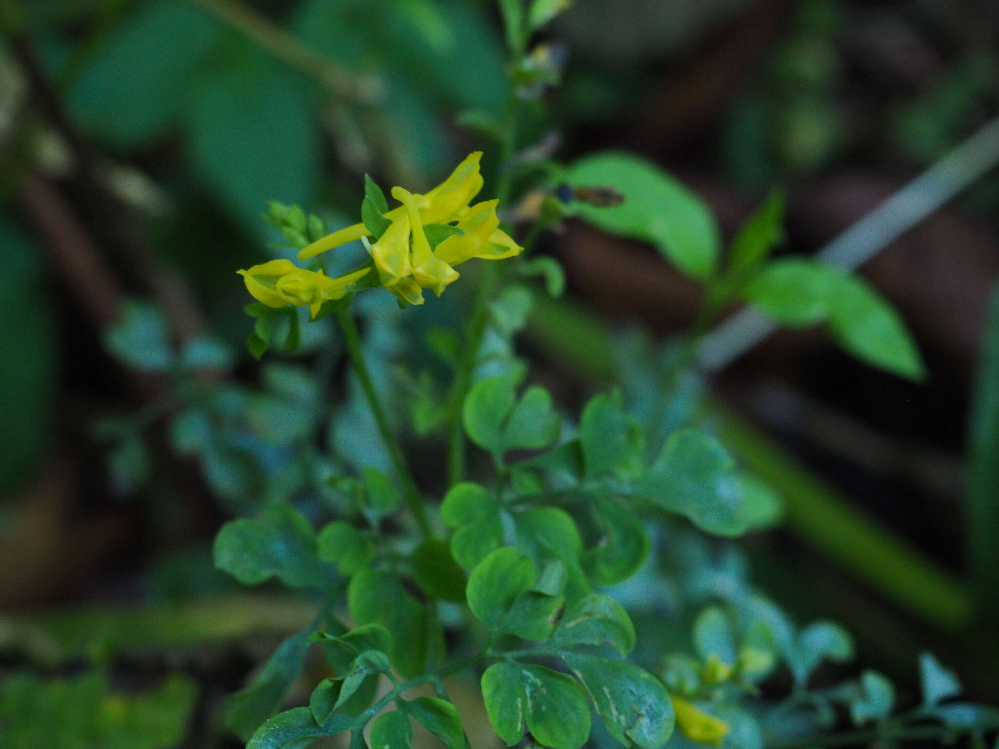 Image of Corydalis ochotensis Turcz.