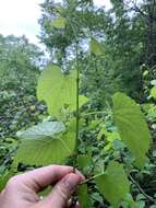 Image of graybark grape