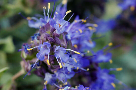 Image of Salvia dorrii var. clokeyi Strachan