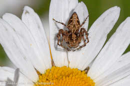 Image of Oxyopes ramosus (Martini & Goeze 1778)