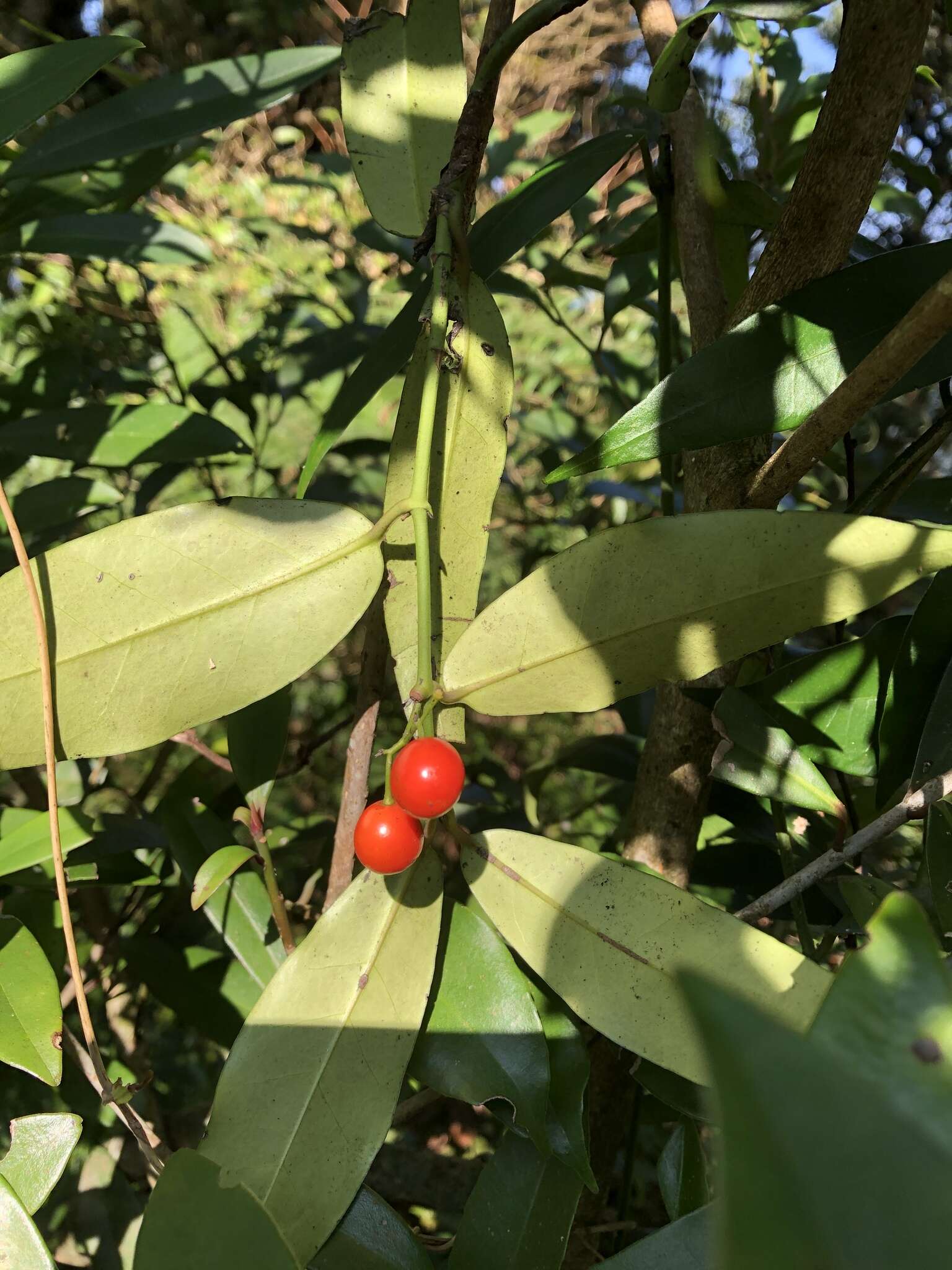 Imagem de Gardneria multiflora Makino