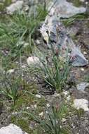 Image of Allium potosiense Traub