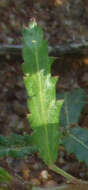 Imagem de Corchorus asplenifolius Burch.