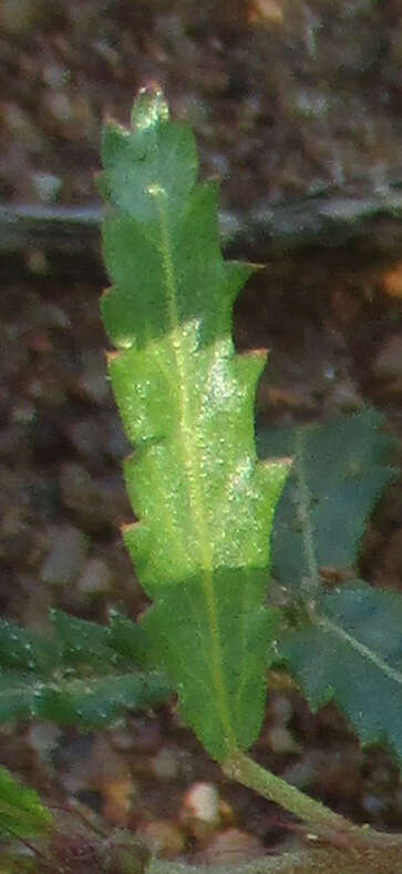 Imagem de Corchorus asplenifolius Burch.