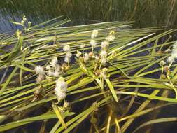 Image of Floating Bur-reed