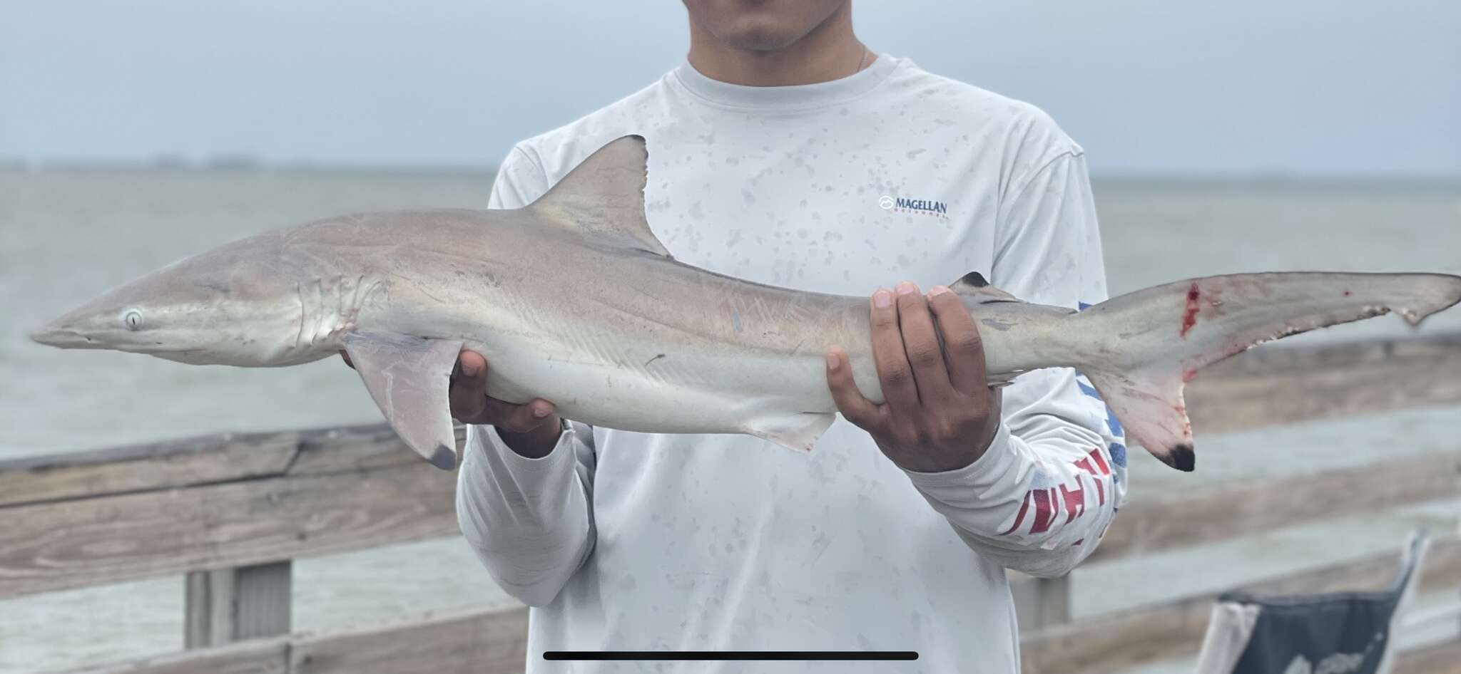 Image de Requin nene pointe