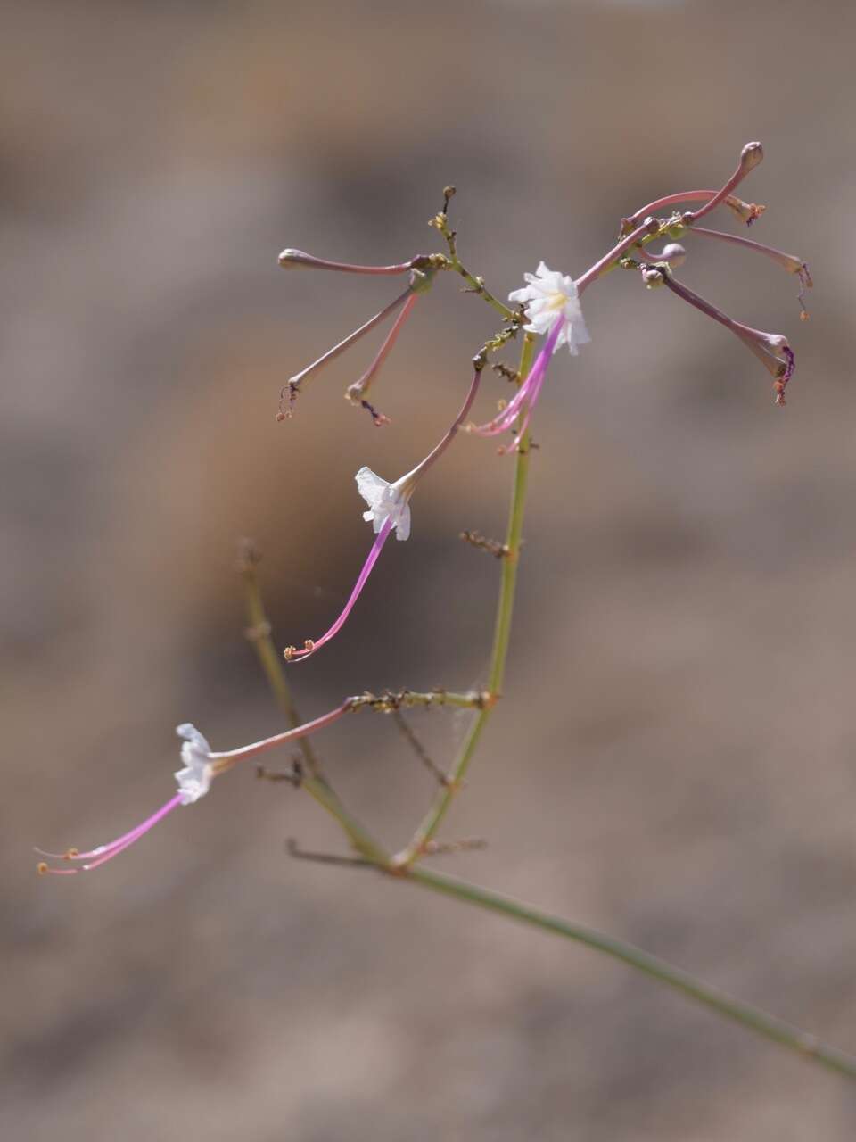 Imagem de Anulocaulis leiosolenus var. gypsogenus (Waterf.) R. Spellenberg & T. Wootten