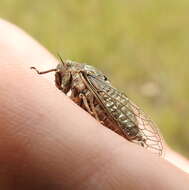 Image of Tibicinoides minuta (Davis & W. T. 1915)